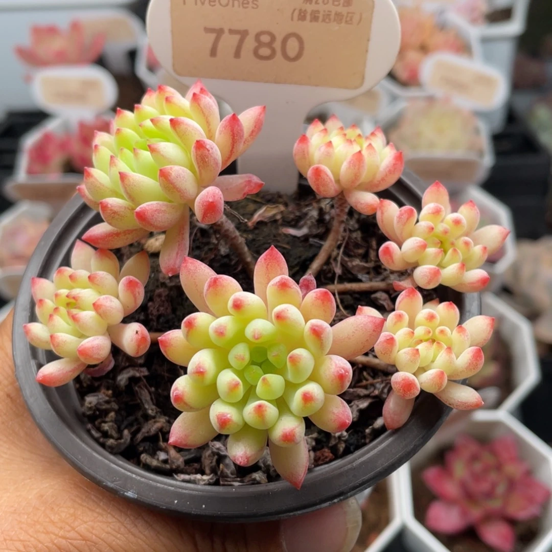 烟花7780-8.5厘米