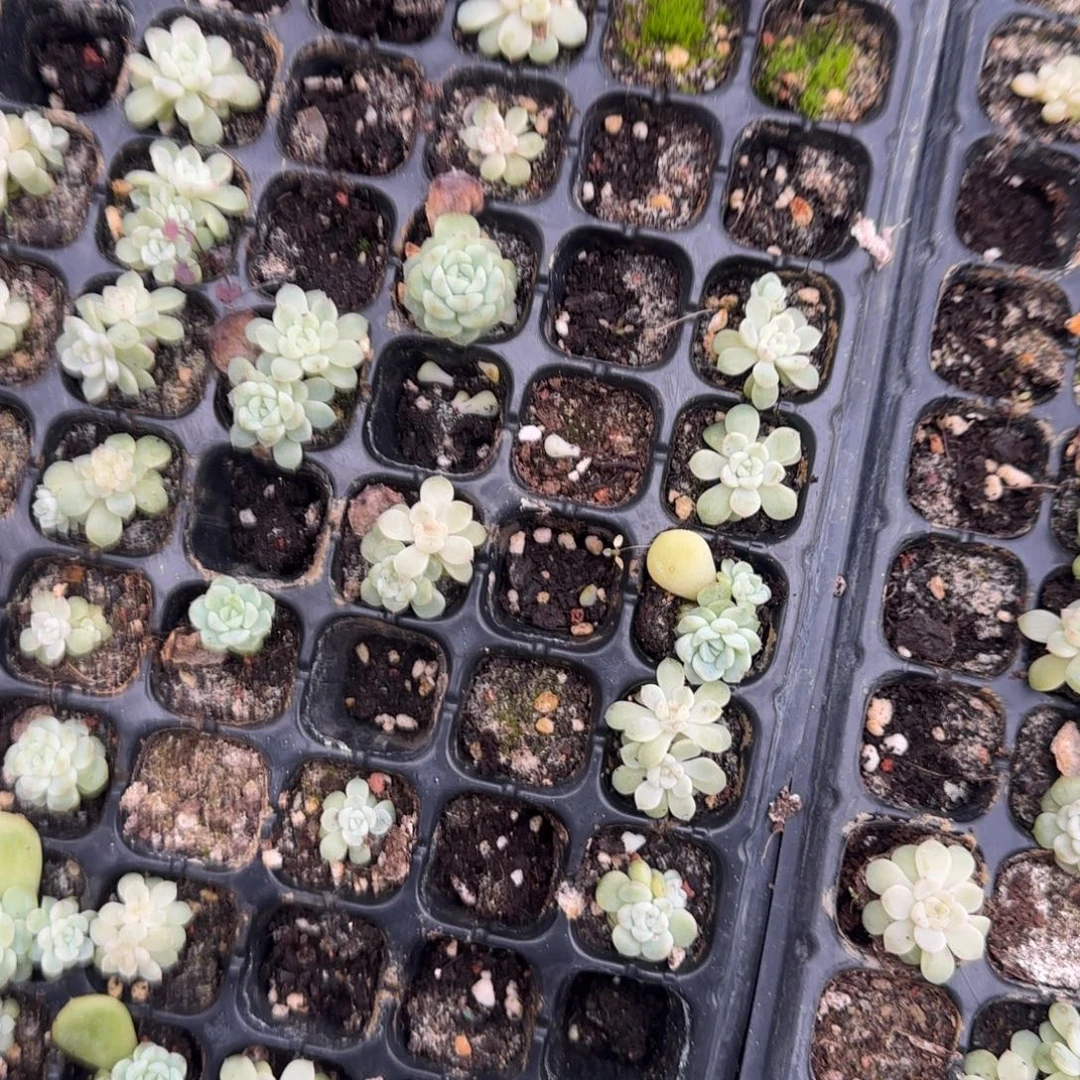 2 个大点竹马穴满25包邮