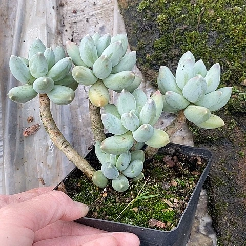1322多肉植物老桩