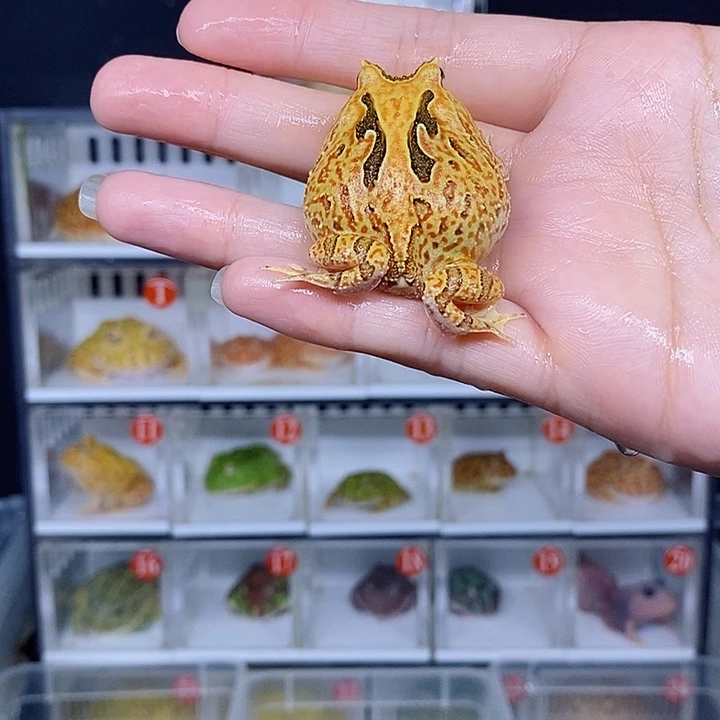 特价秒杀原价代购