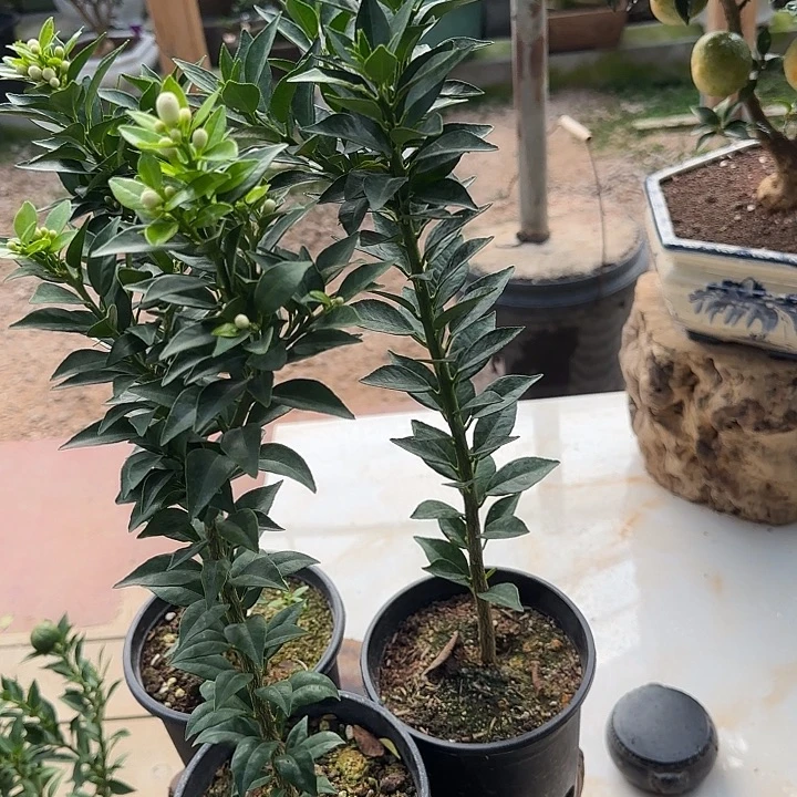 沧***叔直播间八房柑一物一拍