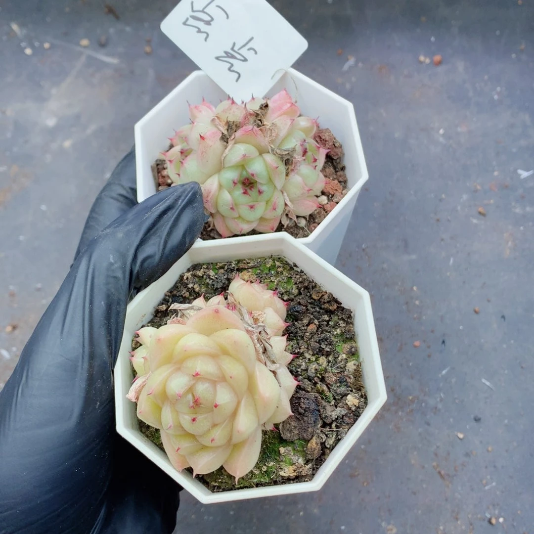 点*点麦秆58包邮  群生不包整点点