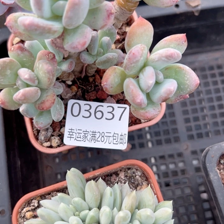 幸运的是我还没遇到你