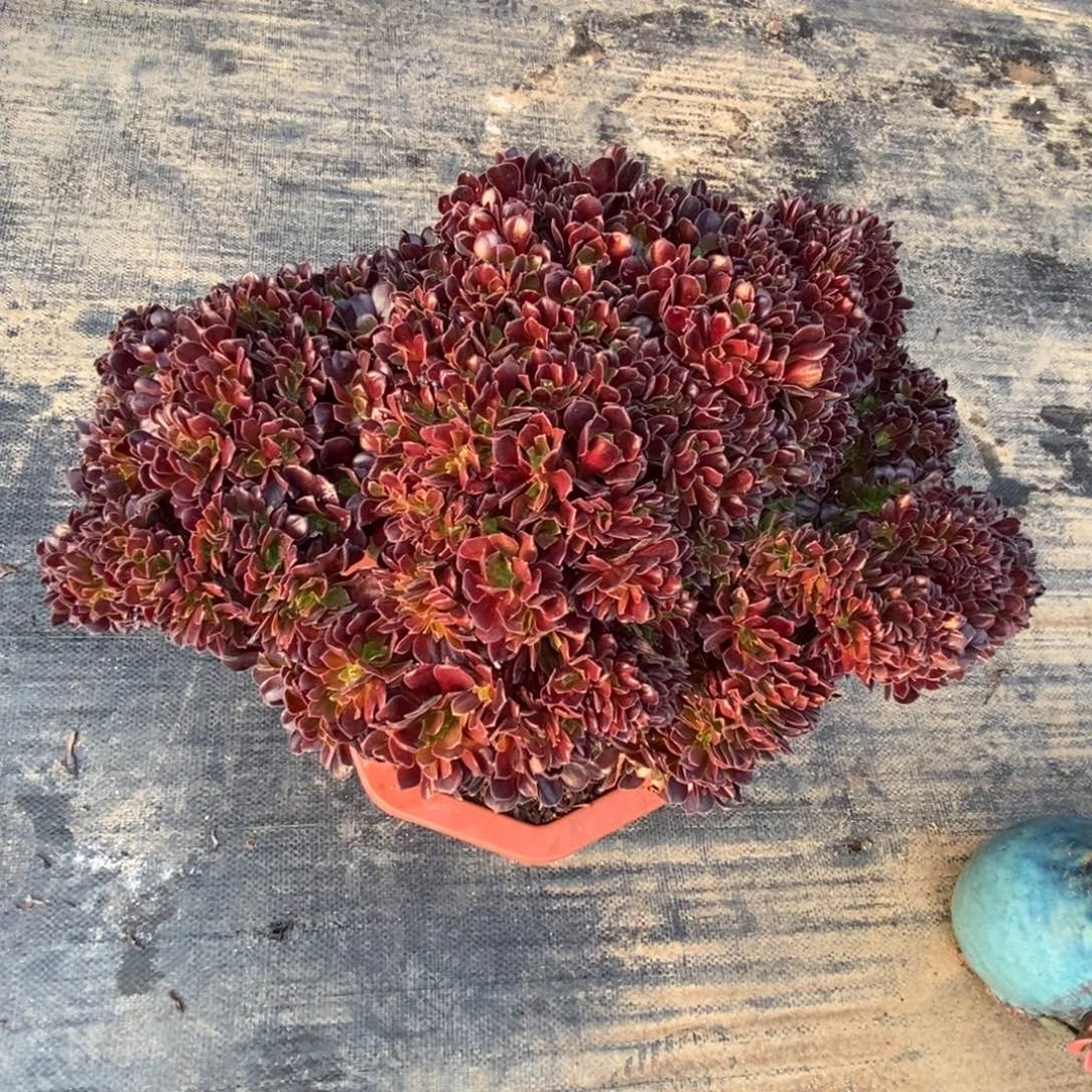 无花朵梅花朵朵缀