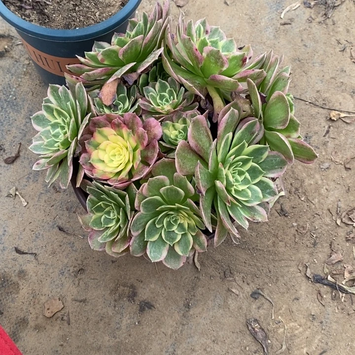 海鲜86多肉法师植物