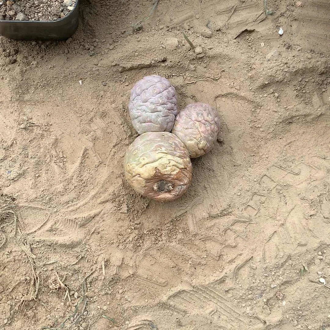 【闪购商品】3头习志野