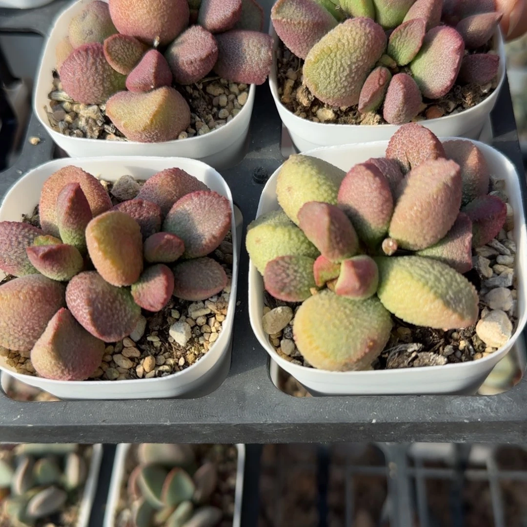 单颗赛猪肝量拍链接