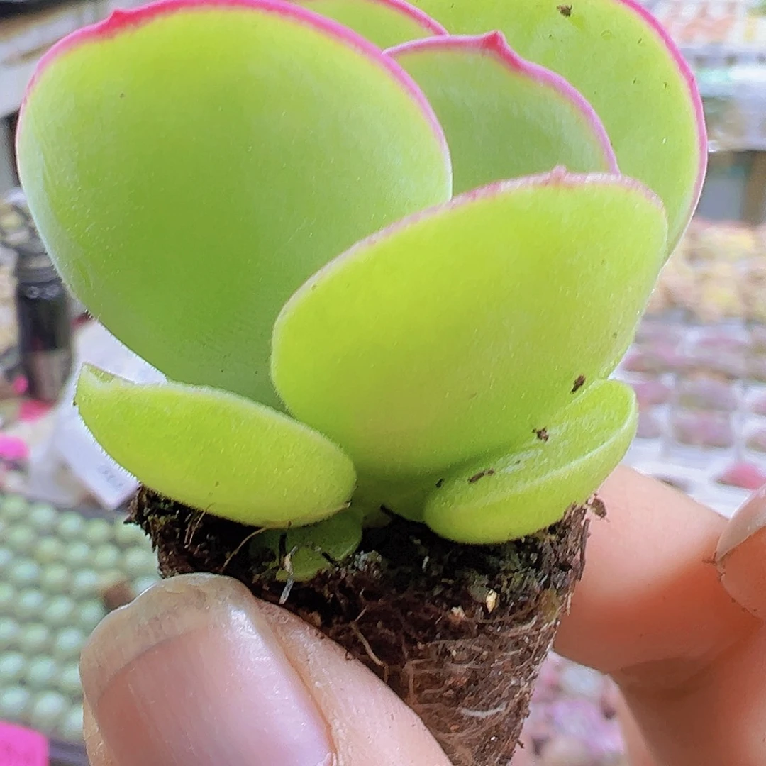 小白眉5个19包邮多肉