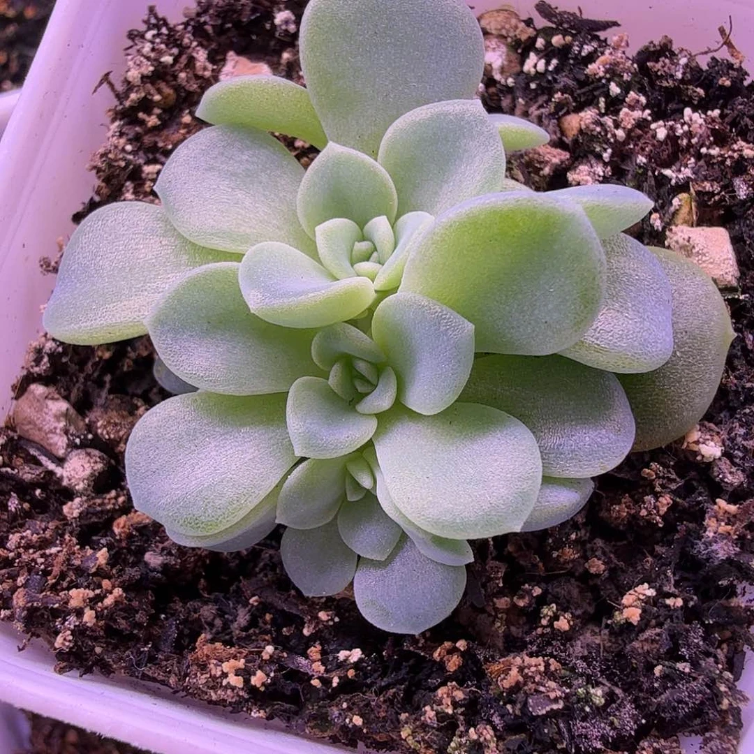 2909帕帕拉恰甜心一物一拍4头