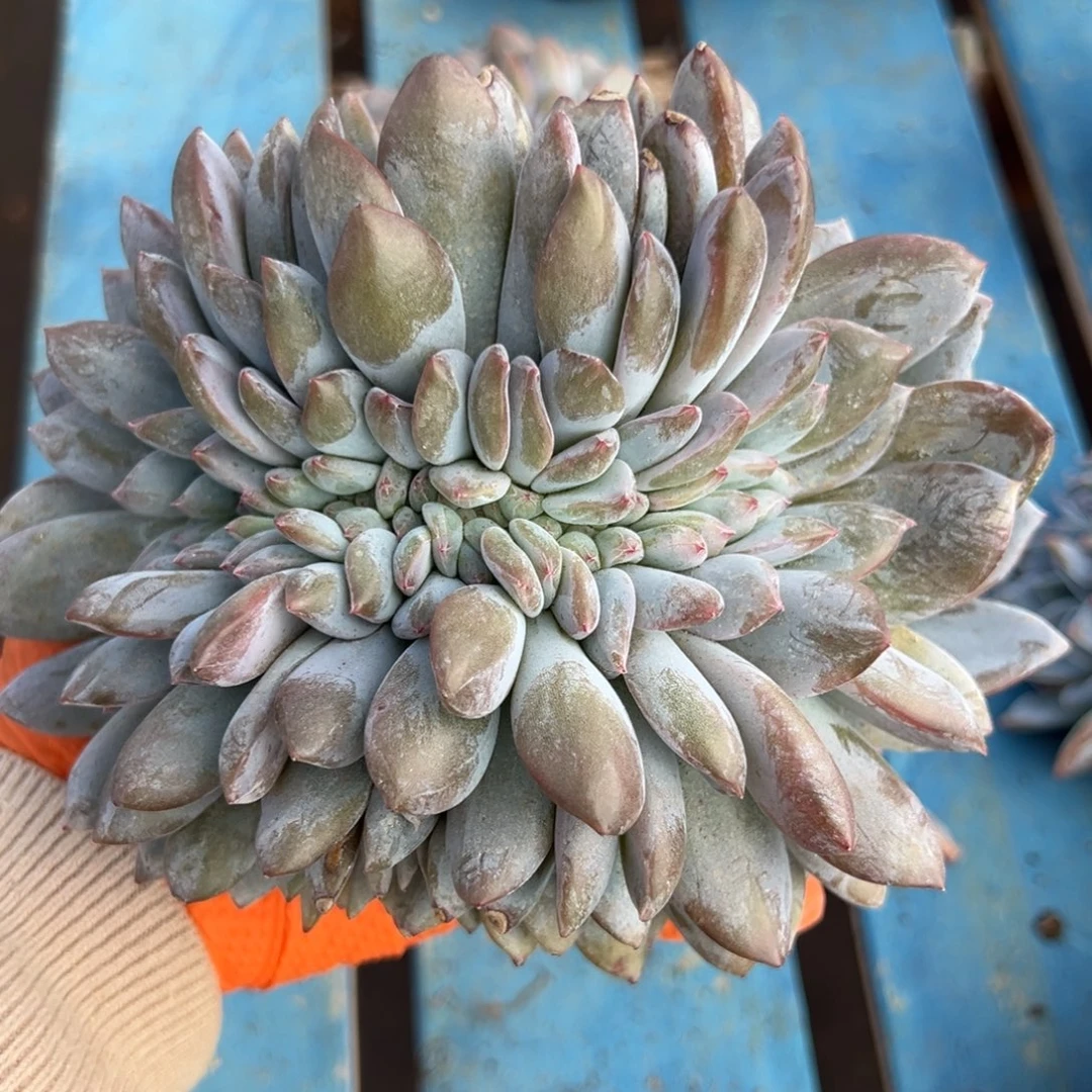 ****落缀化呀呀呀呀呀呀呀呀