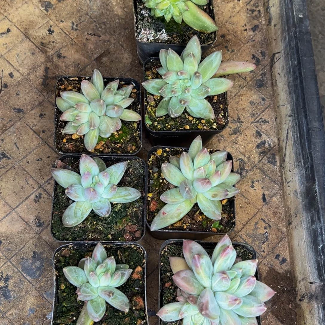 蔬**子呜呜呜呜呜呜呜呜呜