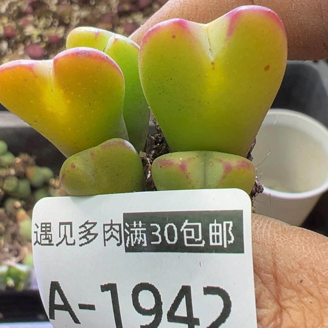 多肉植物1111111111111111111