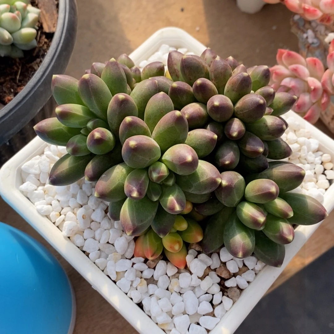 多肉植物盆栽多肉