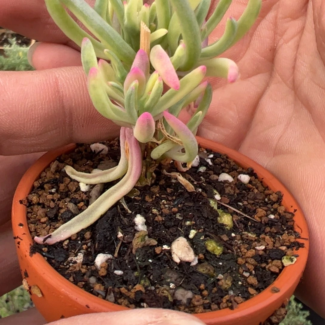 冰花锦226高老桩福利