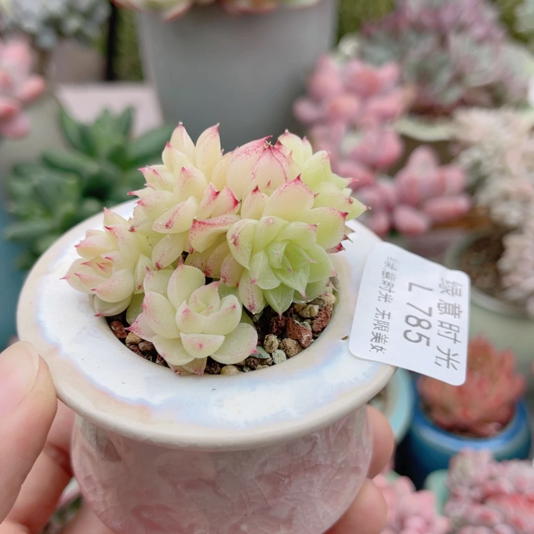 785 麦秆群  带陶瓷盆发货 一物一拍