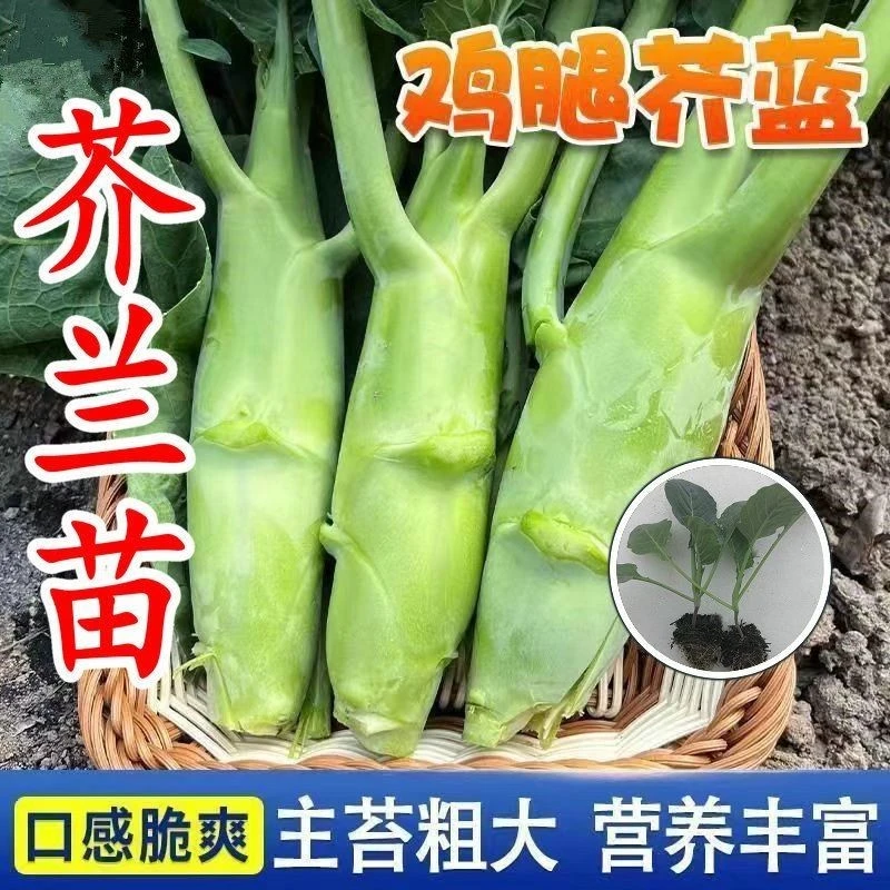 鸡腿芥兰菜苗秧苗带土秋冬耐寒蔬菜种苗广东芥兰苗粗棒大头菜种苗