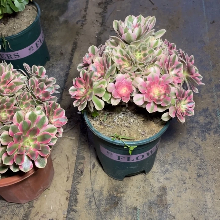 18粉女巫多肉多肉植物