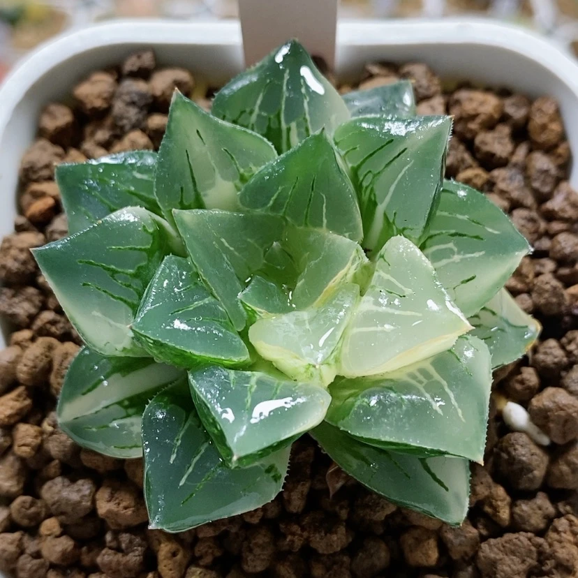 【闪购商品】42莫迪卡