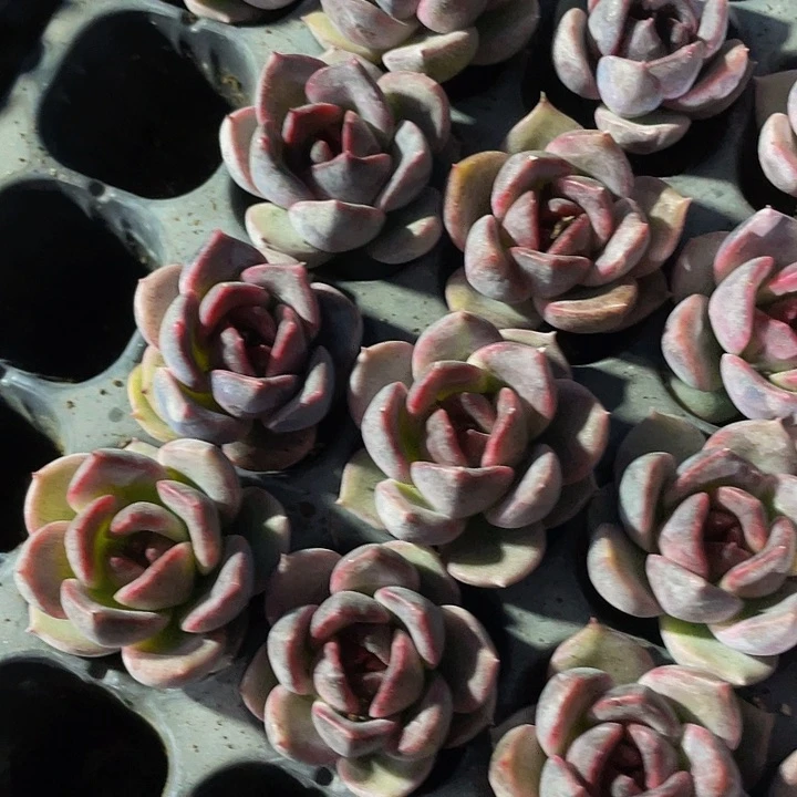 小黑水晶1.5的带土