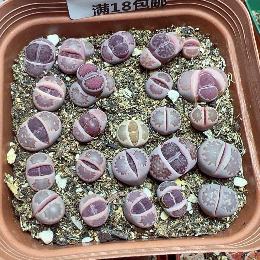 【闪购商品】 423。