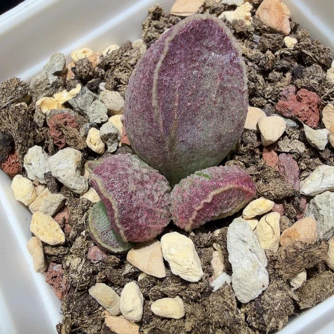 哈默猪肝水泡多肉植物
