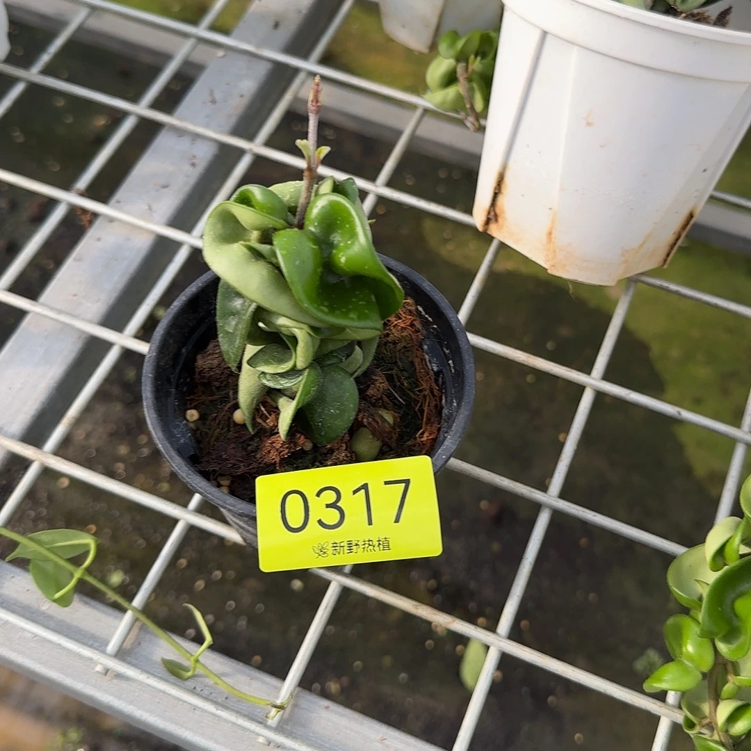小***片完全开放0317卷叶