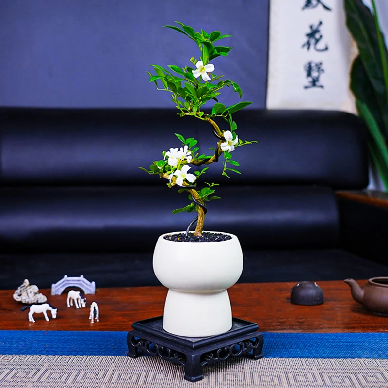 小默花墅九里香盆景带盆室内盆栽盆景花卉绿植茶桌办公室好养