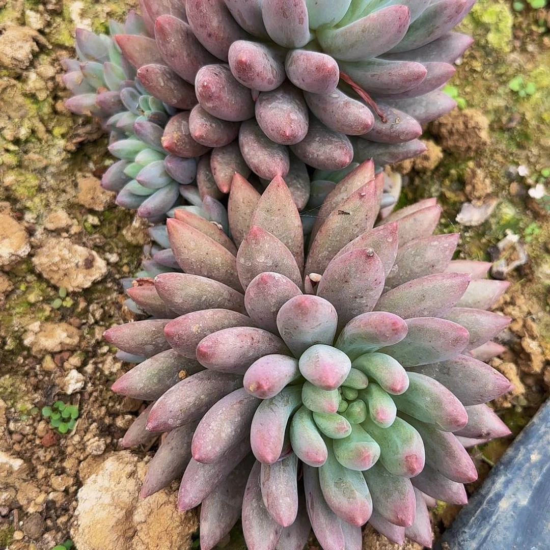 夏**茶多肉植物美人系列