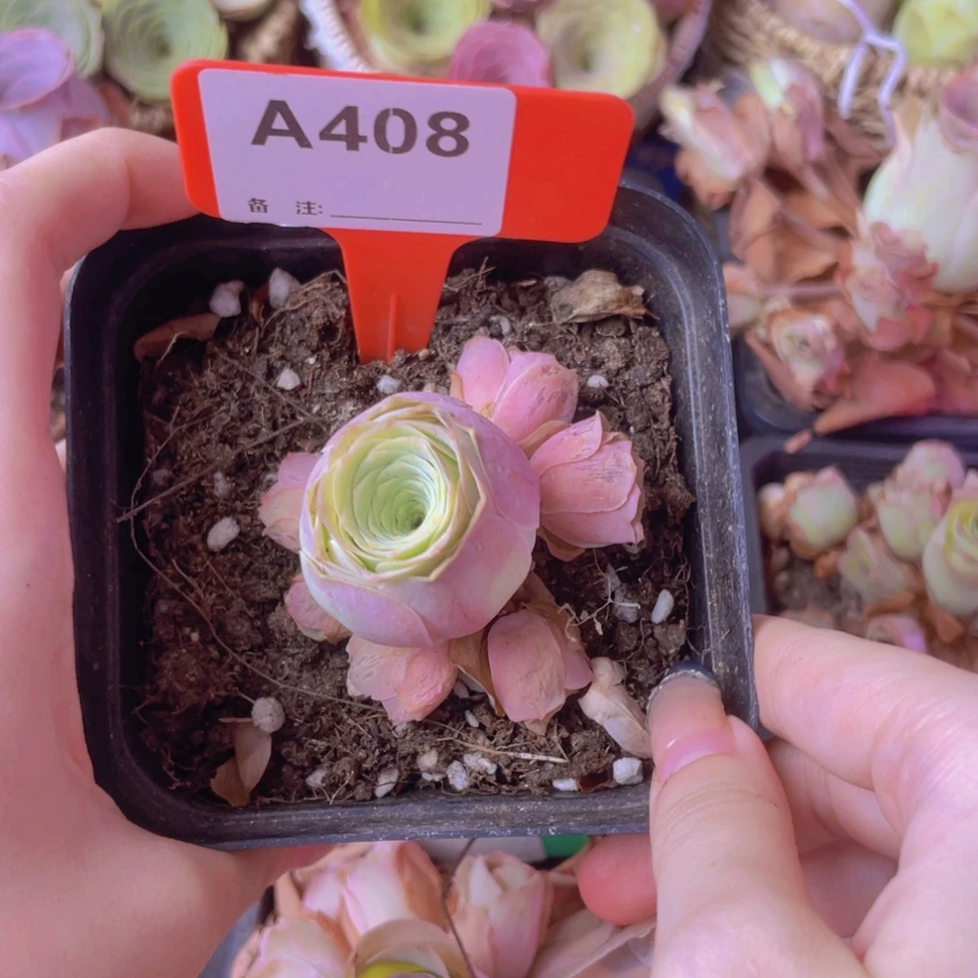 单品一物一拍408号