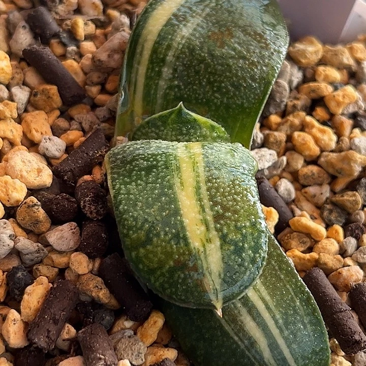 619脱土发货11111111111