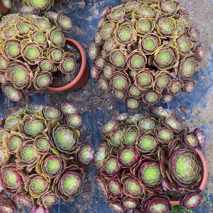 3播万圣节多肉多肉