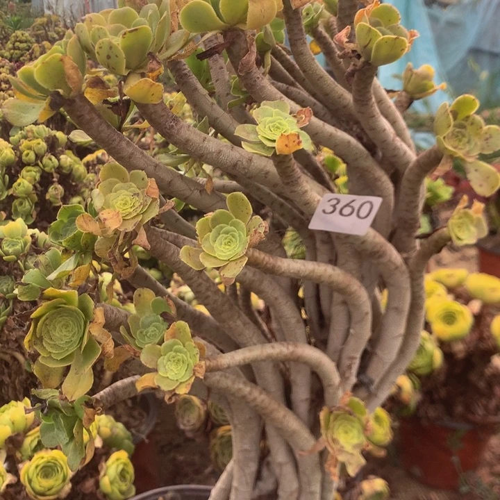 李***来360君美丽多肉植物