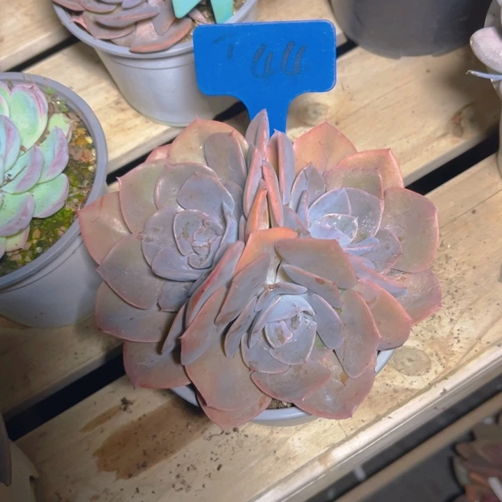 尘埃玫瑰多肉植物4 4