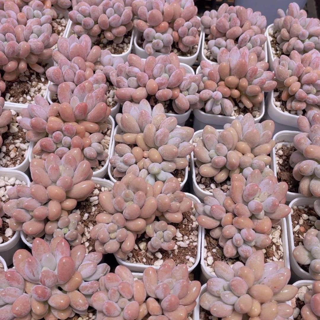 量拍42号 汤圆小群生一个