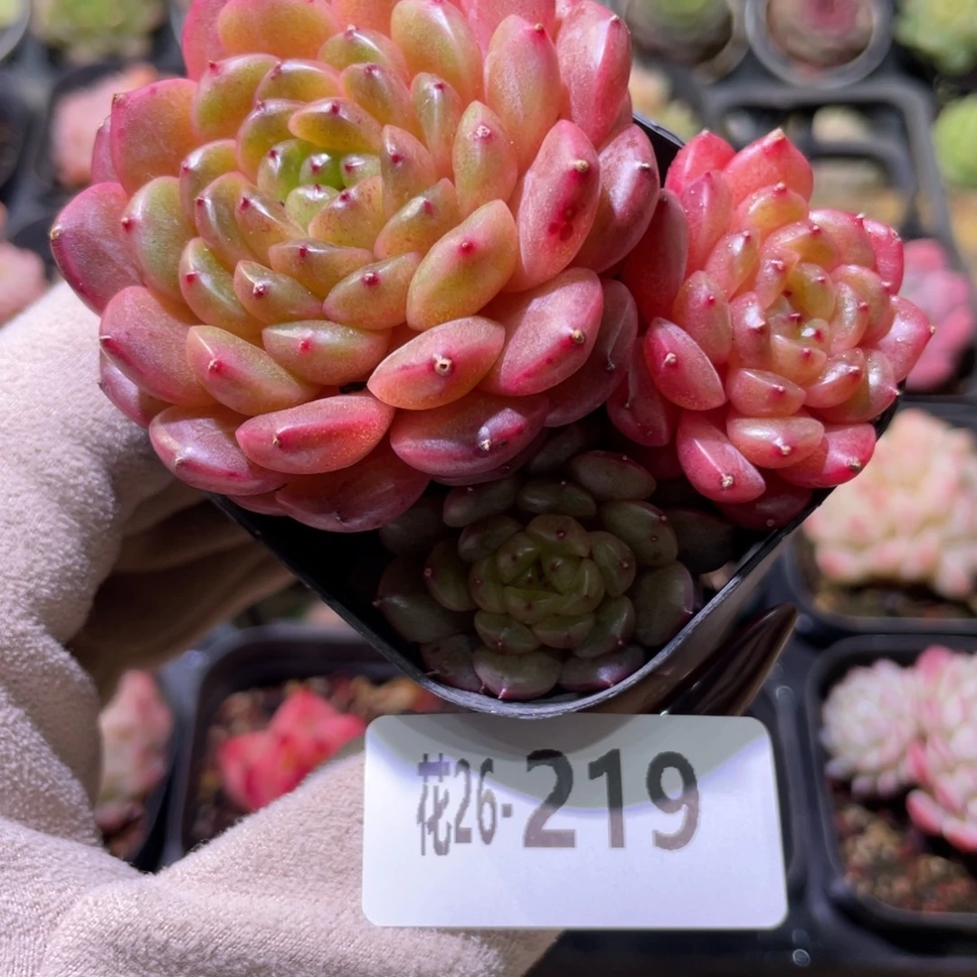 花利美26-219灵翠