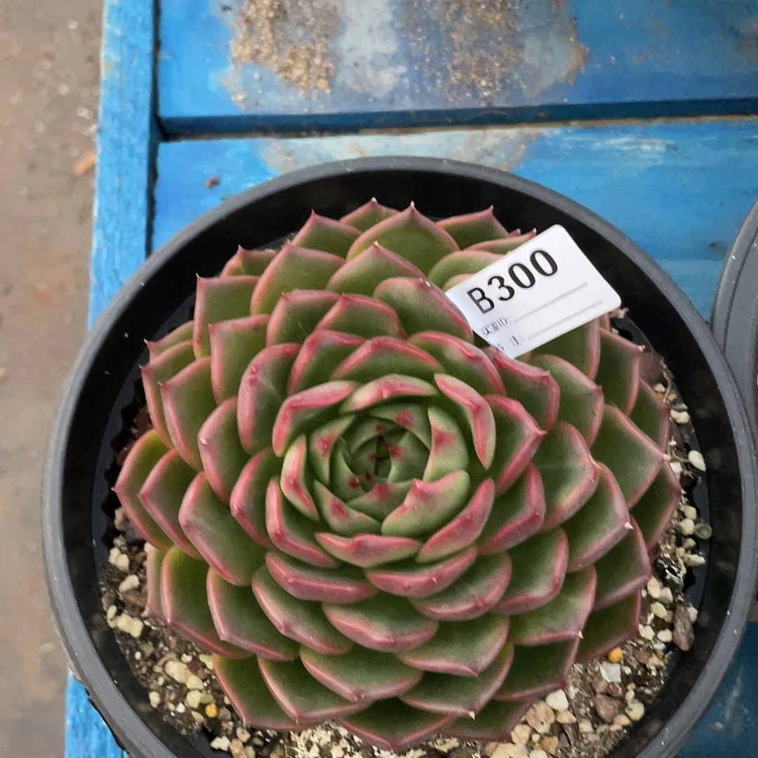 若如东云单拍B300