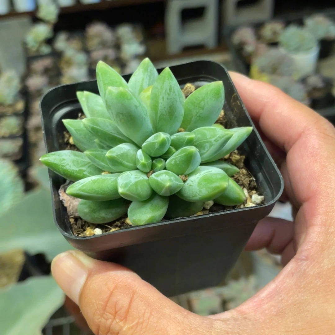 重楼多肉小群植物