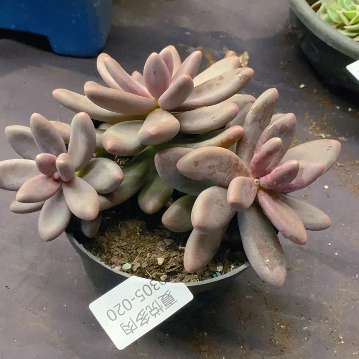 夏悦多肉 0305-20糖果