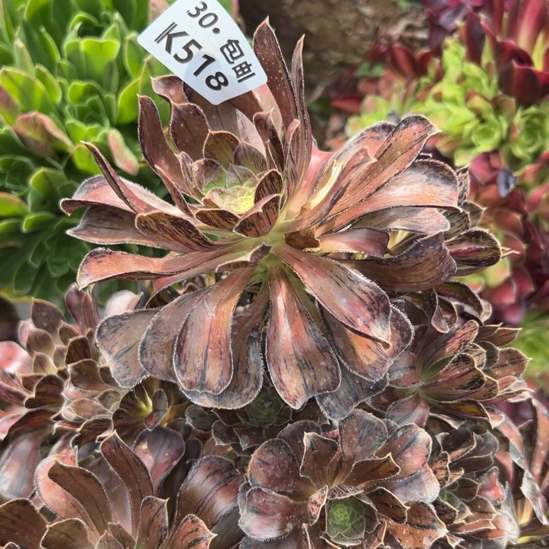 518拉丝锦满20包邮，