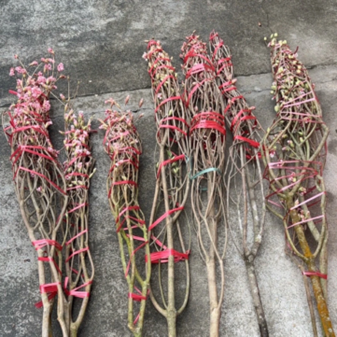 吊钟花 粉红色 插花鲜花盆栽树苗 过年春节迎春花