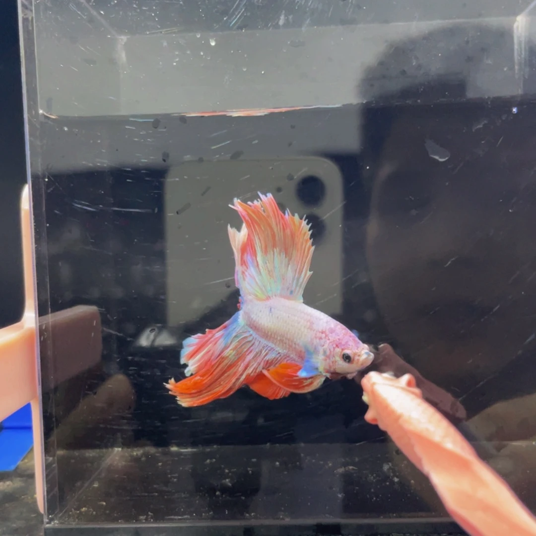 海水鱼Hahahahah 551