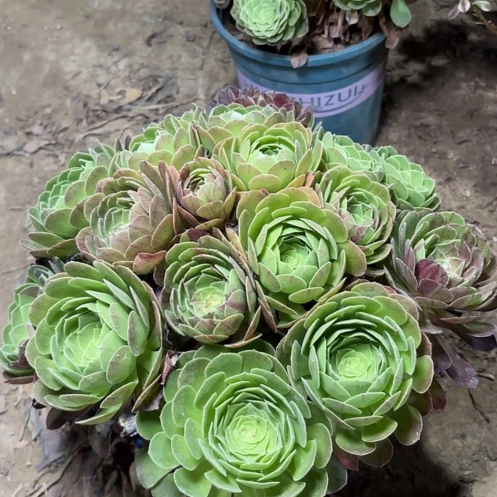 咏多肉植物万圣夜25