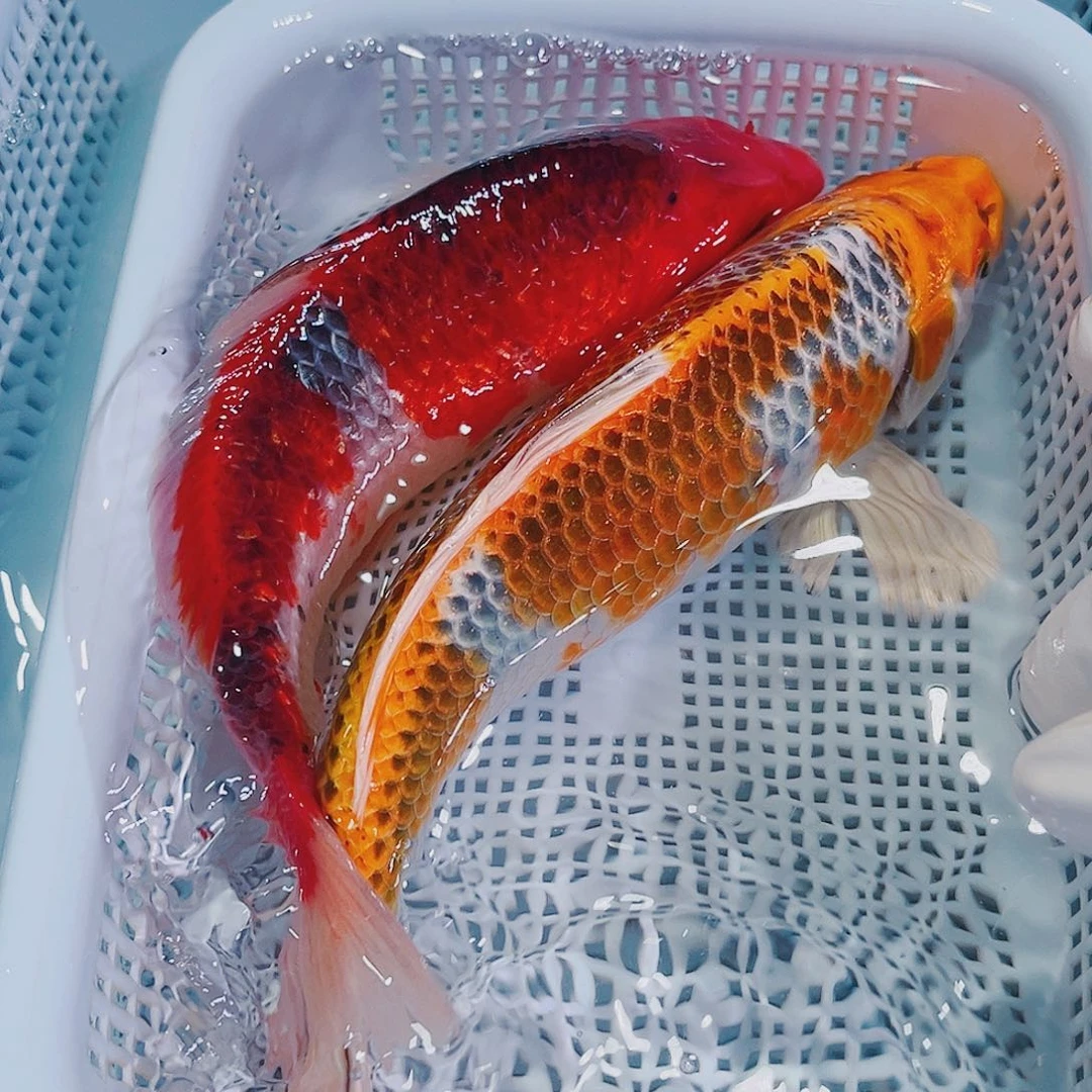 锦鲤锦鲤冷水鱼观赏132