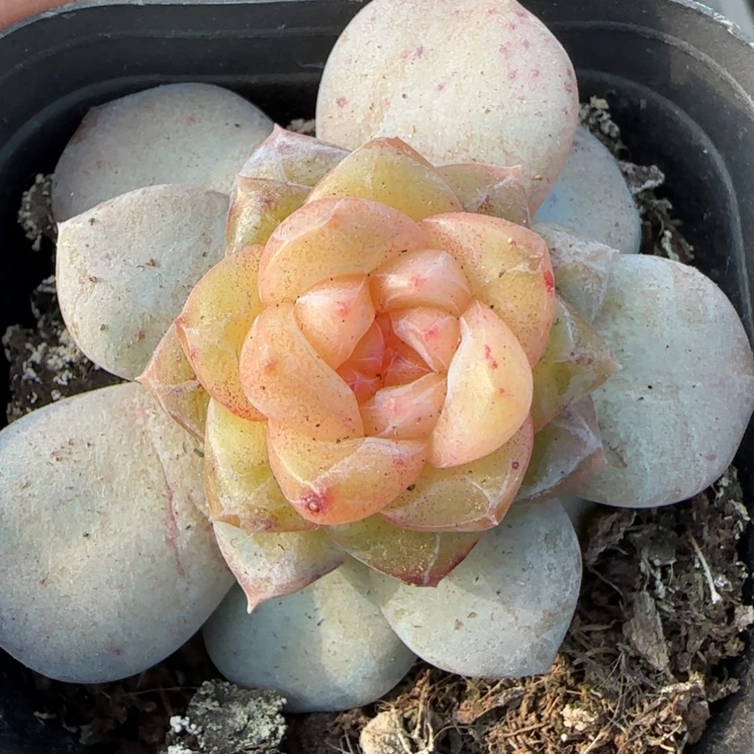 小卡拉米糖心一物一拍