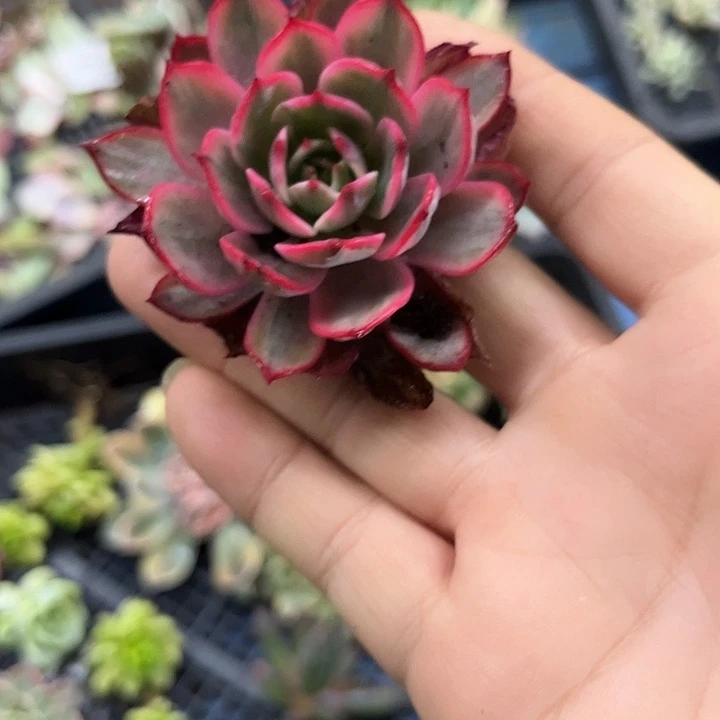 646劳伦斯彩锦炸多肉植物