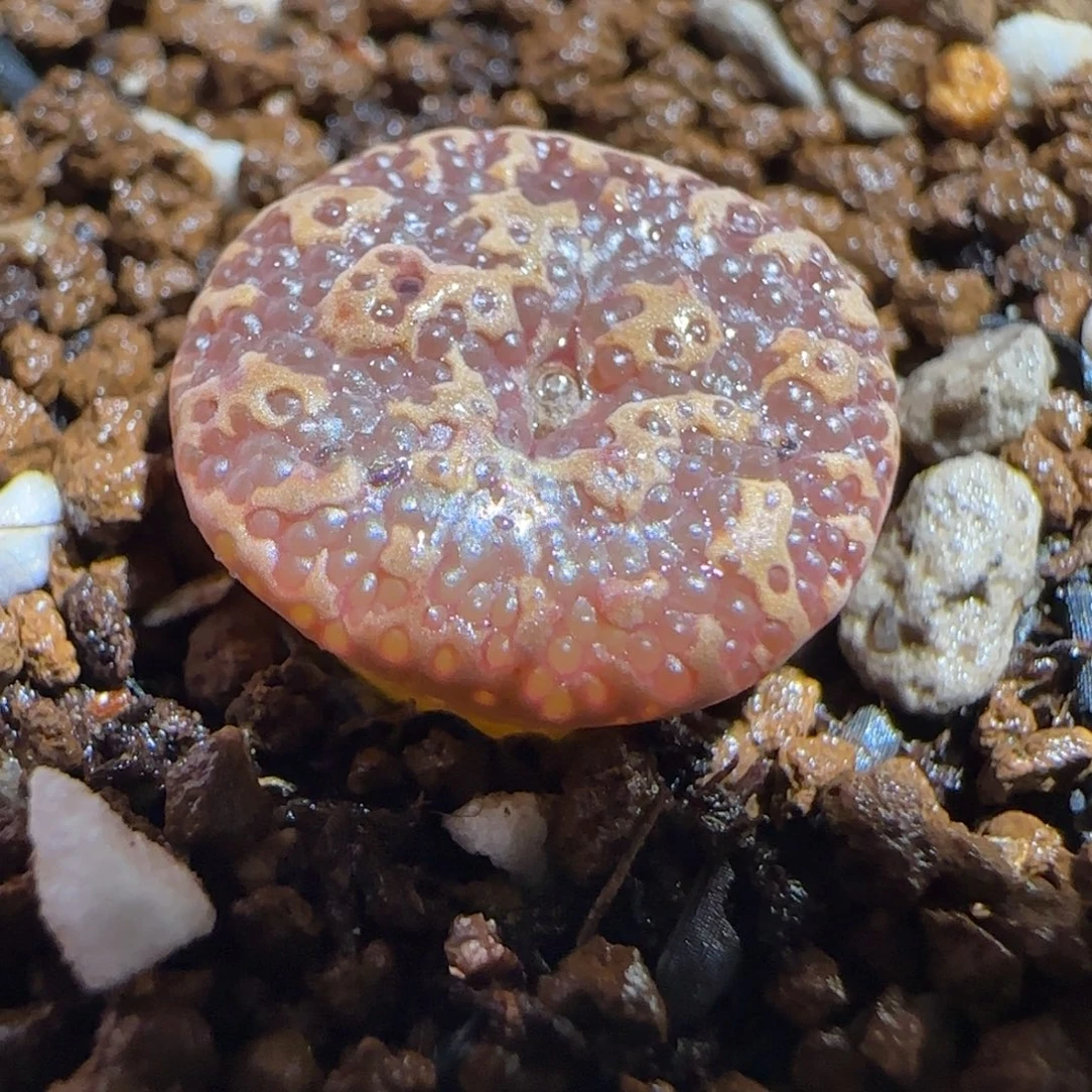肉锥多肉植物组合-超级泡泡勋1349