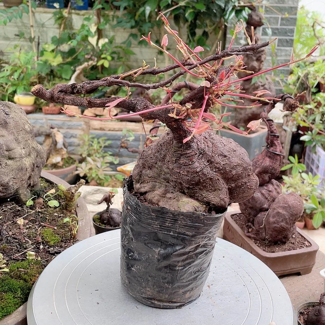 不开花植物何首乌