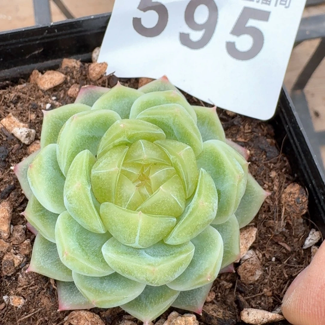 泼天财富         多肉植物