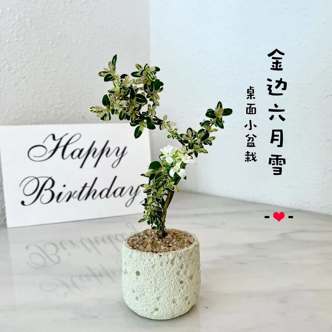 金边六月雪盆景室内外绿植开花植物客厅桌面装饰
