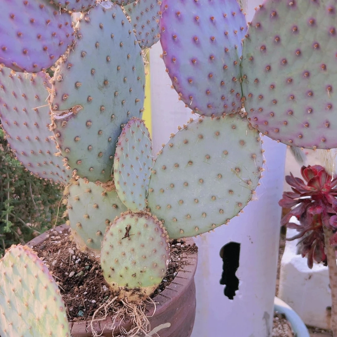 【闪购商品】胜利塔偏远不拍